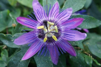 Passionsblomma/Passiflora - Lavender Lady