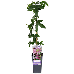 Passionsblomma/Passiflora - Lavender Lady