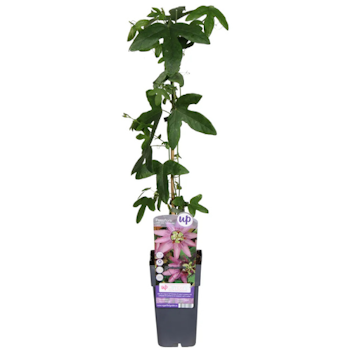 Passionsblomma/Passiflora - Lavender Lady
