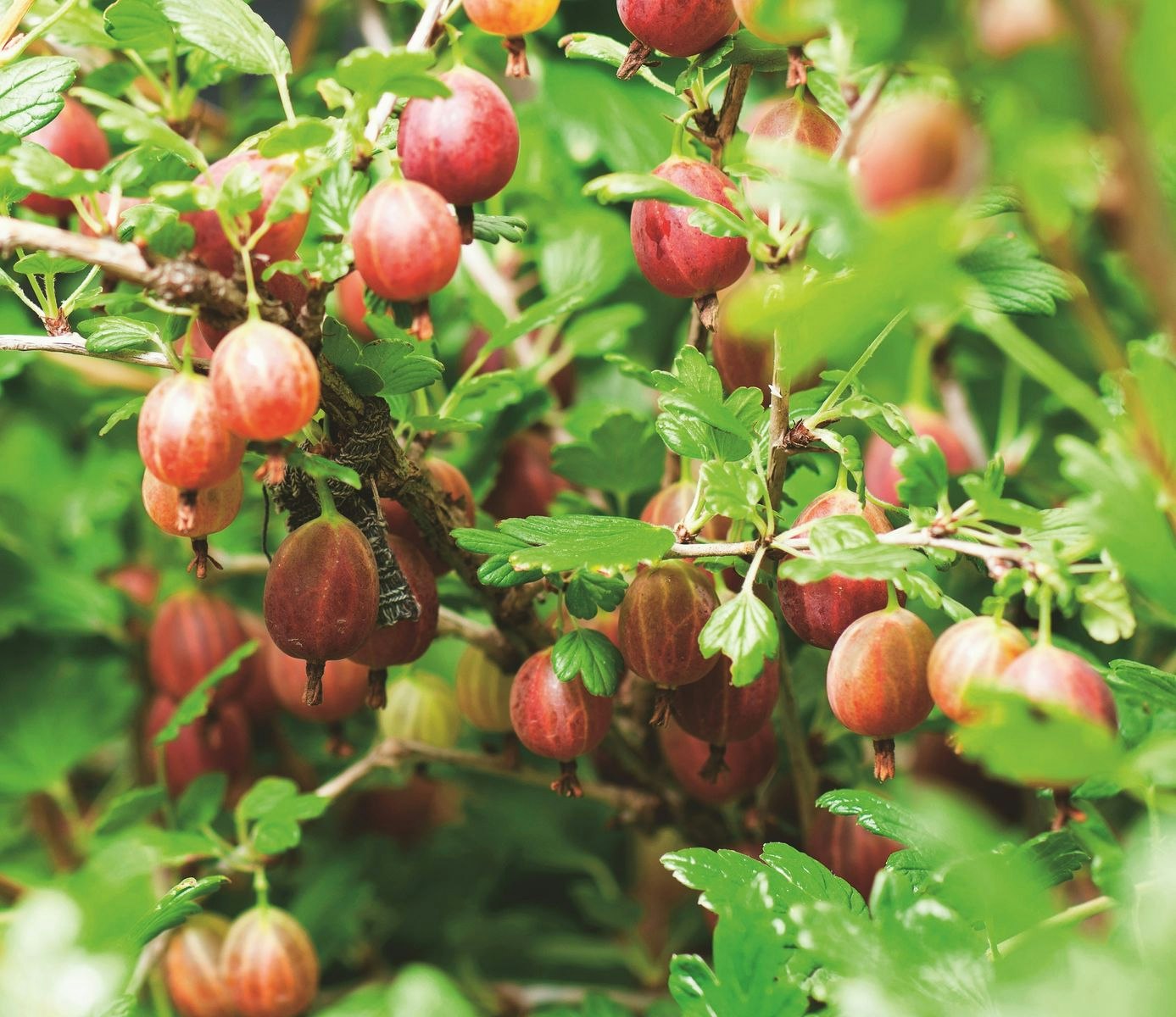 Krusbär/Ribes Uva-Crispa - Captivator