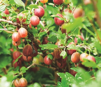 Krusbär/Ribes Uva-Crispa - Captivator