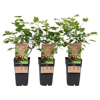 Krusbär/Ribes Uva-Crispa - Captivator