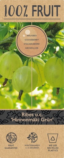 Krusbär/Ribes Uva-Crispa- Hinnonmäki Grün
