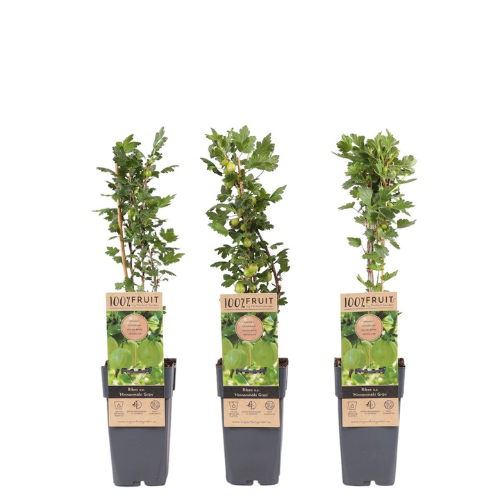 Krusbär/Ribes Uva-Crispa- Hinnonmäki Grün