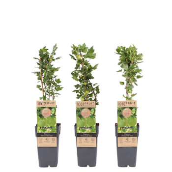 Krusbär/Ribes Uva-Crispa- Hinnonmäki Grün