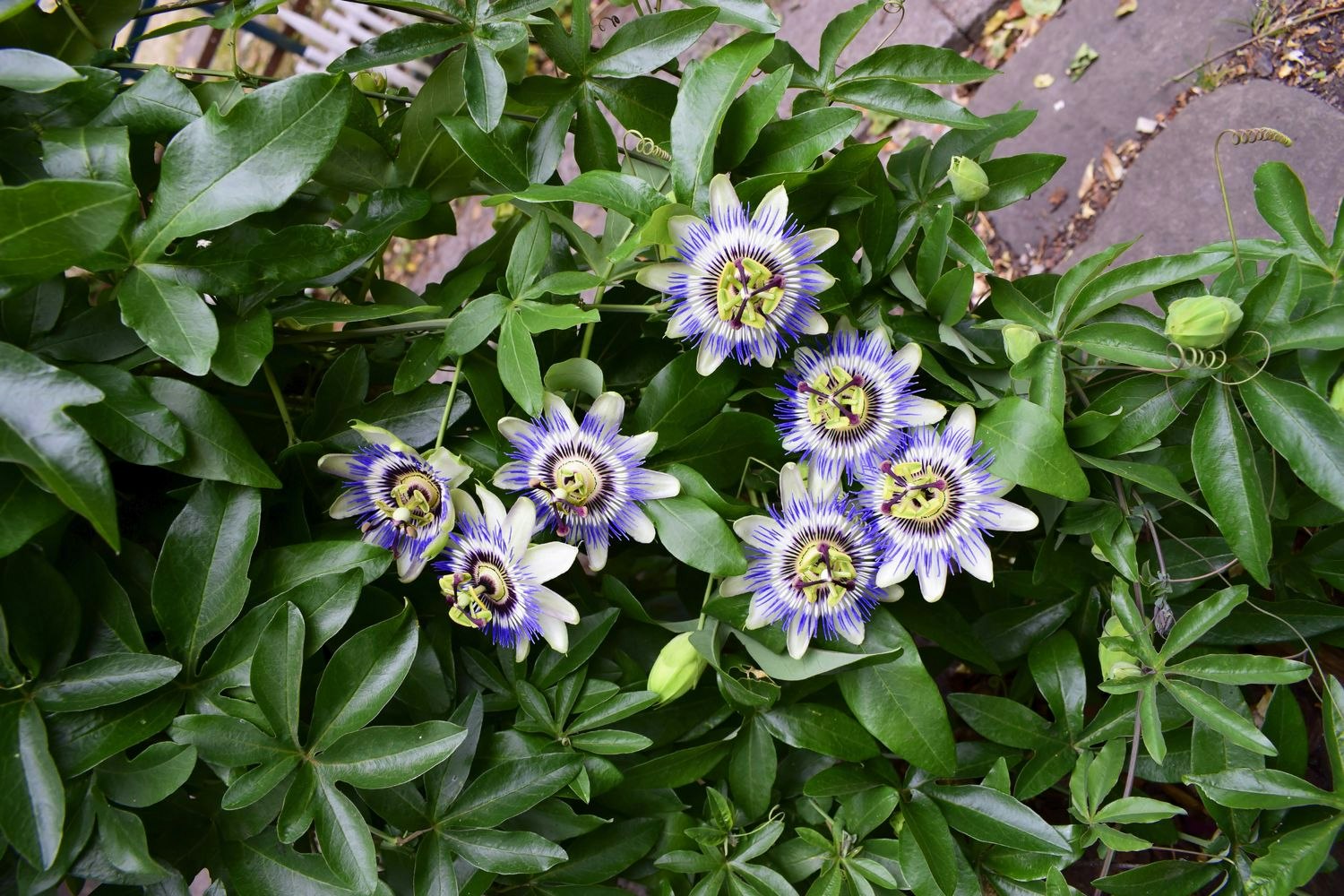 Passionsblomma/Passiflora - Caerulea