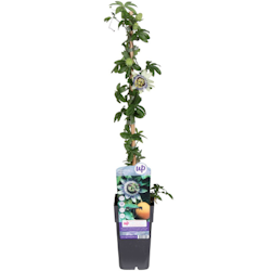 Passionsblomma/Passiflora - Caerulea