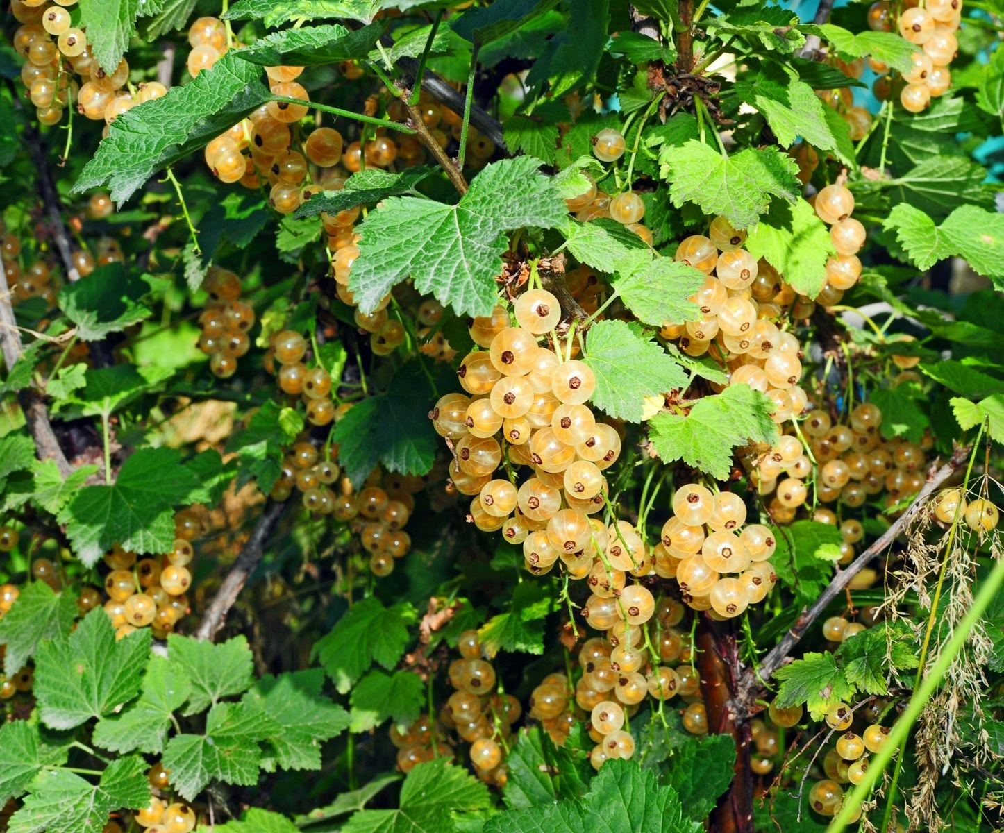 Vita Vinbär/Ribes Rubrum - Witte Parel