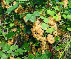 Vita Vinbär/Ribes Rubrum - Witte Parel