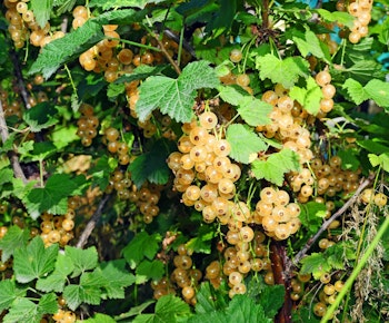 Vita Vinbär/Ribes Rubrum - Witte Parel