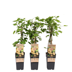 Vita Vinbär/Ribes Rubrum - Witte Parel