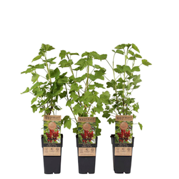 Vinbär/Ribes Rubrum - Jonkheer van Tets