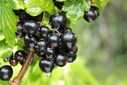 Svarta Vinbär/Ribes Nigrum - Ben Nevis