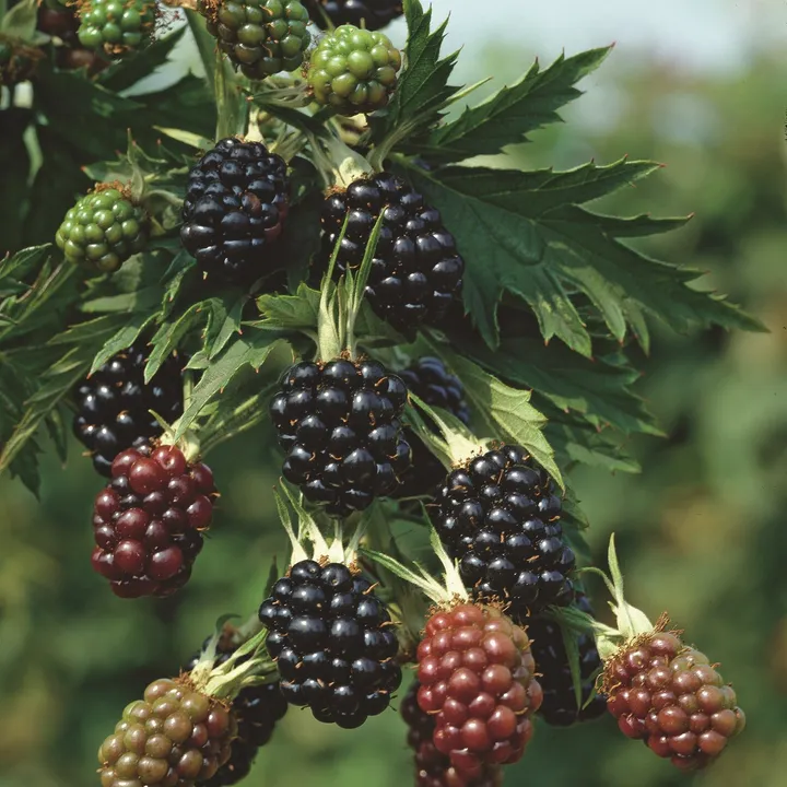 Björnbär/Rubus Fruticosus - Thornless Evergreen