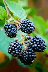 Björnbär/Rubus Fruticosus - Thornfree