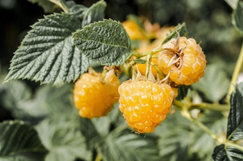 Hallon/Rubus Idaeus - Twotimer Suguna Yellow