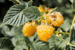 Hallon/Rubus Idaeus - Fallgold