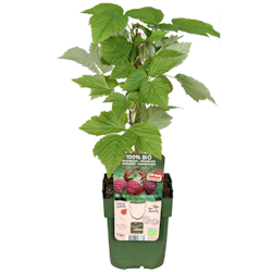 Hallon/Rubus Idaeus - Lubera Sanibelle