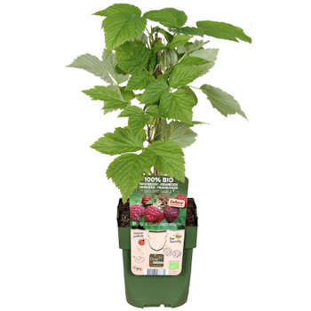 Hallon/Rubus Idaeus - Lubera Sanibelle