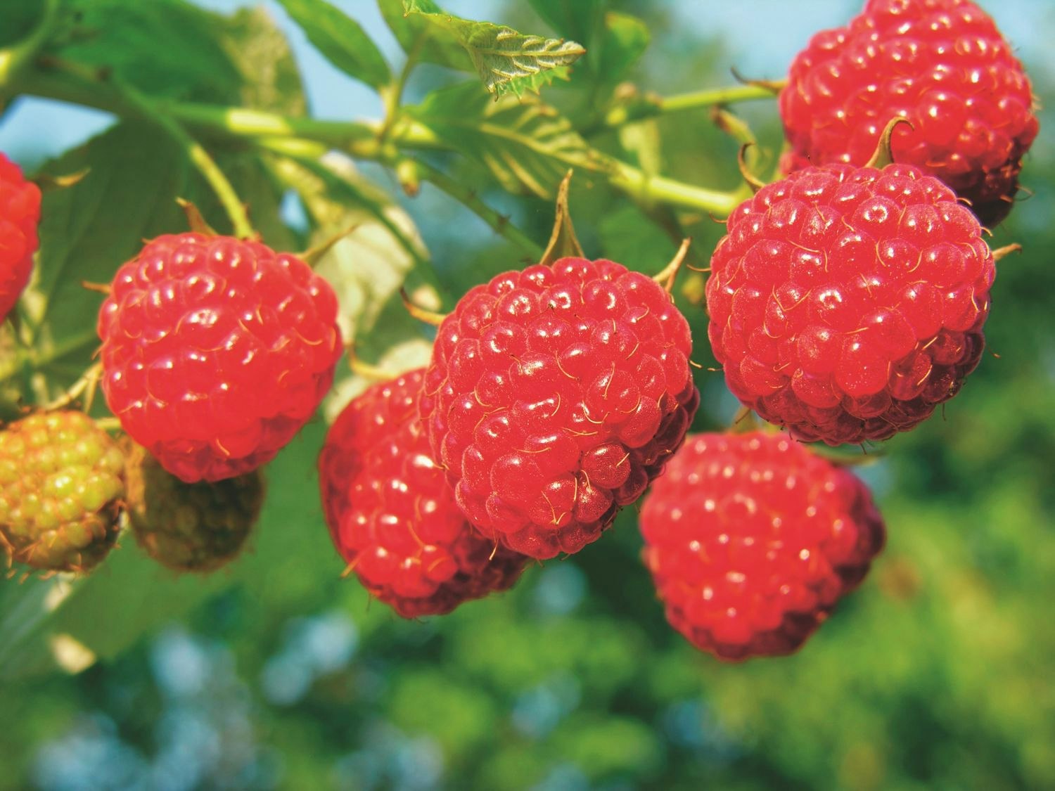Hallon/Rubus Idaeus - Malling Promise