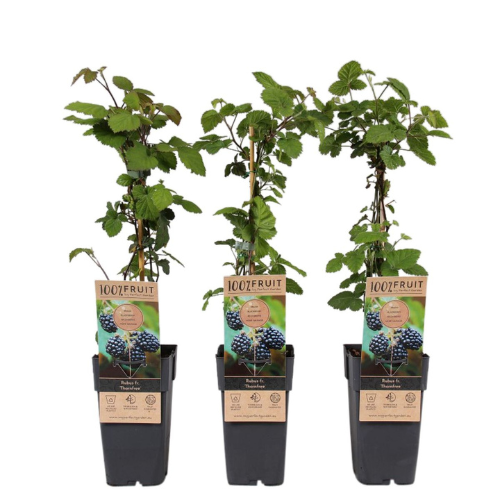 Björnbär/Rubus Fruticosus - Thornfree