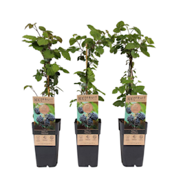 Björnbär/Rubus Fruticosus - Thornfree
