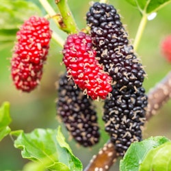 Dvärjmullbär/Morus Rotundiloba - Mojo Berry