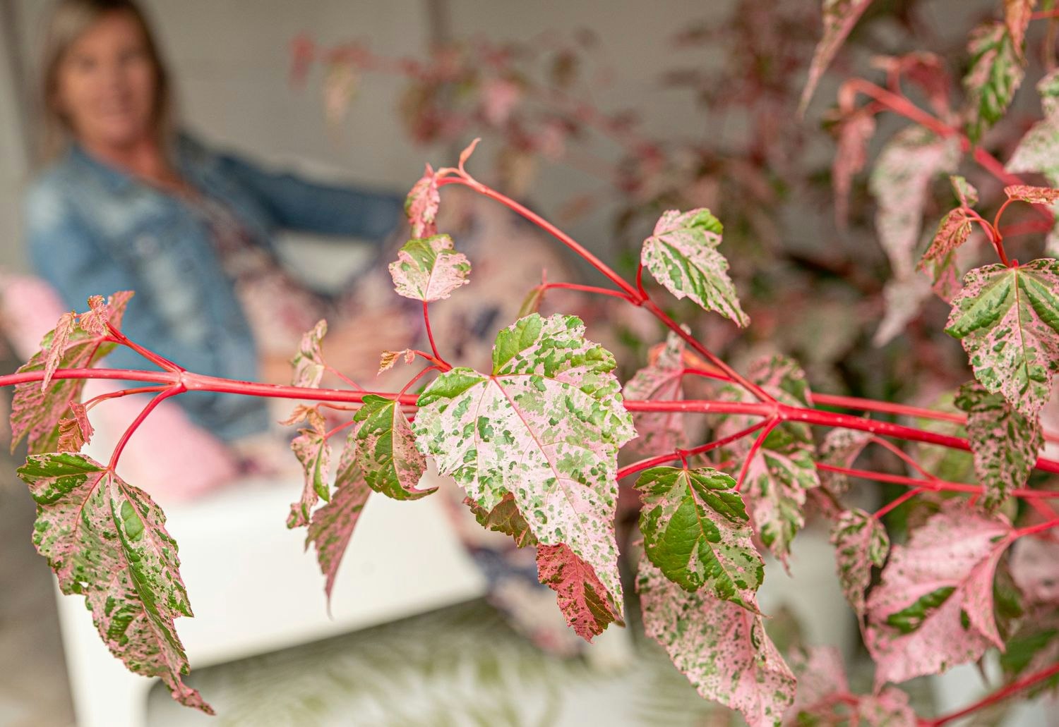 Acer x Conspicuum/Japansk Lönn - Red Flamingo
