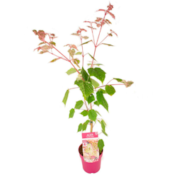 Acer x Conspicuum/Japansk Lönn - Red Flamingo