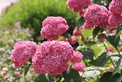 Hydrangea Arborescens/Vidjehortensia - Pink Annabelle