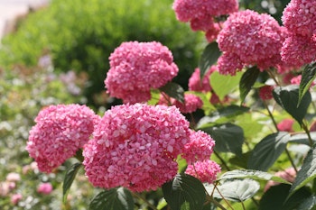 Hydrangea Arborescens/Vidjehortensia - Pink Annabelle