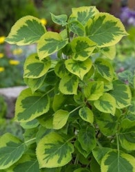 Hydrangea Anomala/Klätterhortensia - Mirranda