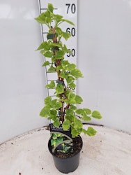 Hydrangea Anomala/Klätterhortensia - Mirranda