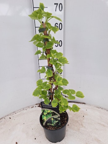 Hydrangea Anomala/Klätterhortensia - Mirranda