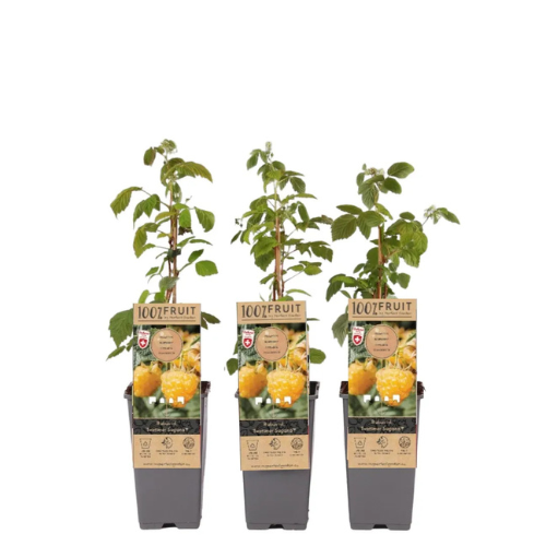 Hallon/Rubus Idaeus - Twotimer Suguna Yellow