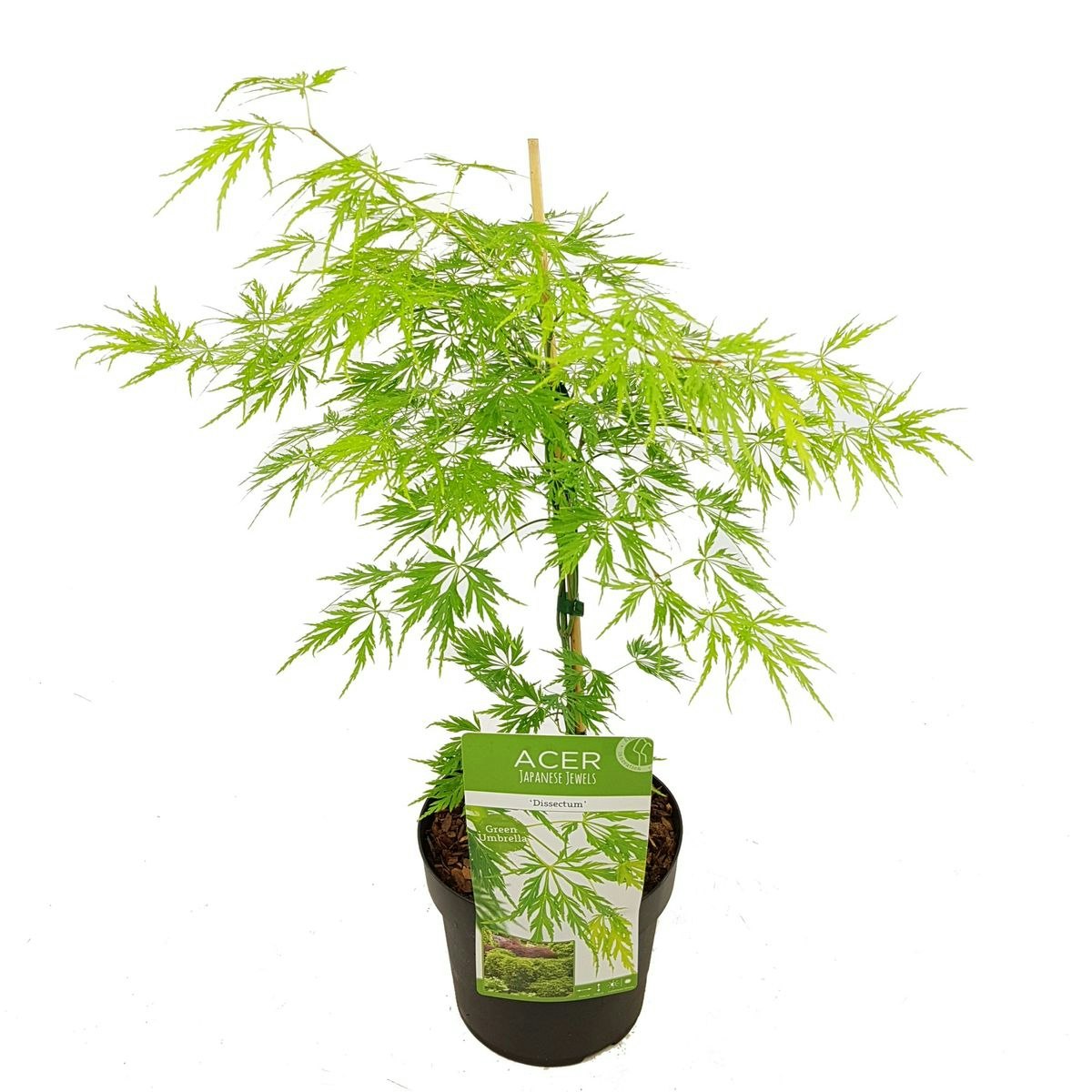 Acer/Japansk Lönn - Dissectum
