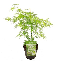 Acer/Japansk Lönn - Dissectum