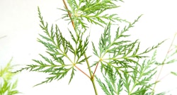 Acer/Japansk Lönn - Emerald Lace