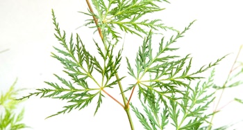 Acer/Japansk Lönn - Emerald Lace