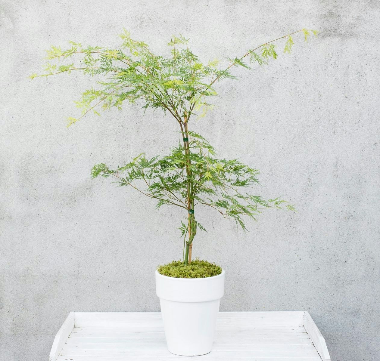 Acer/Japansk Lönn - Emerald Lace