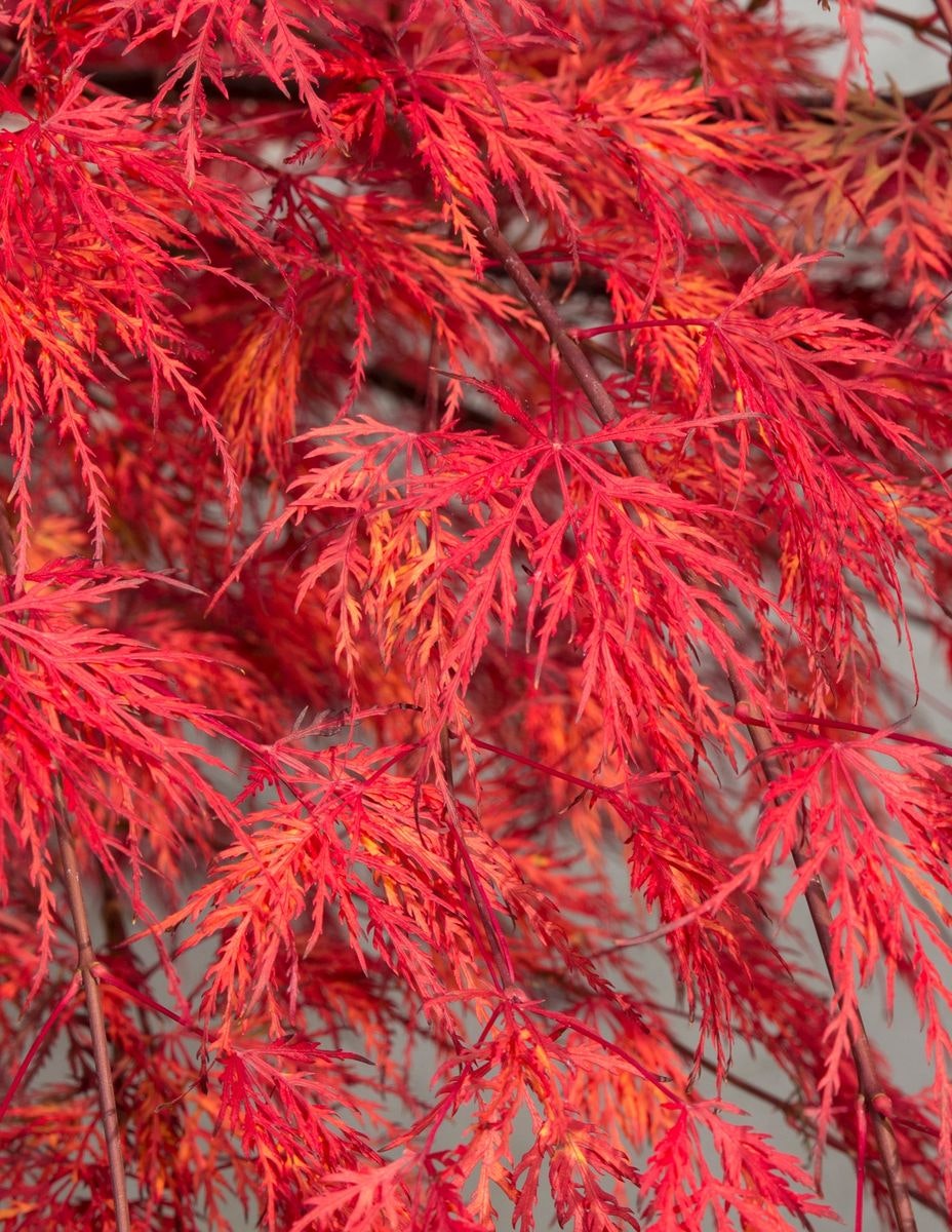 Acer/Japansk Lönn - Emerald Lace
