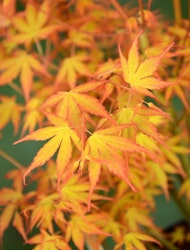 Acer/Japansk Lönn - Katsura