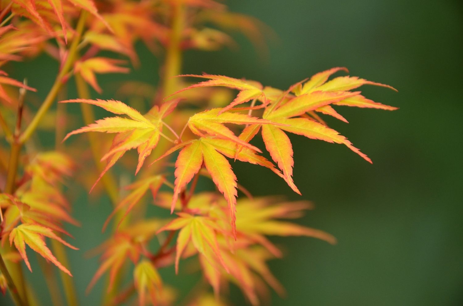 Acer/Japansk Lönn - Katsura