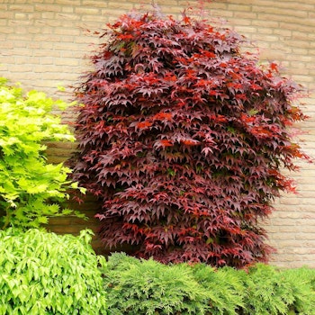 Acer/Japansk Lönn - Atropurpureum