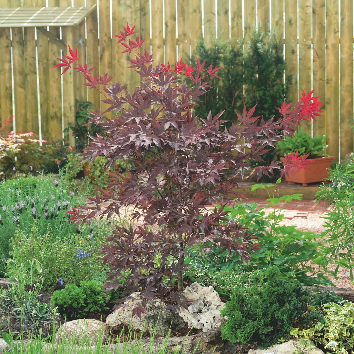 Acer/Japansk Lönn - Atropurpureum