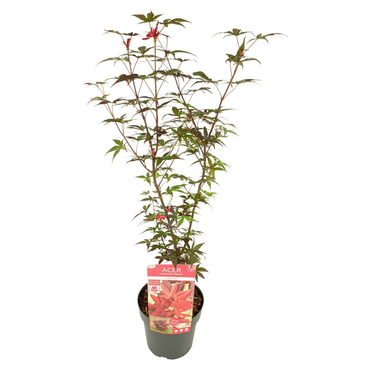 Acer/Japansk Lönn - Little Red