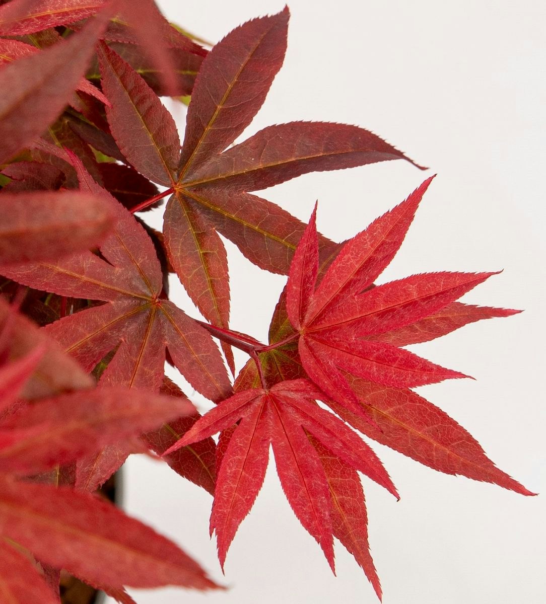 Acer/Japansk Lönn - Little Red