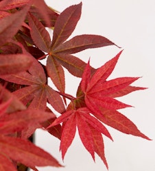 Acer/Japansk Lönn - Little Red