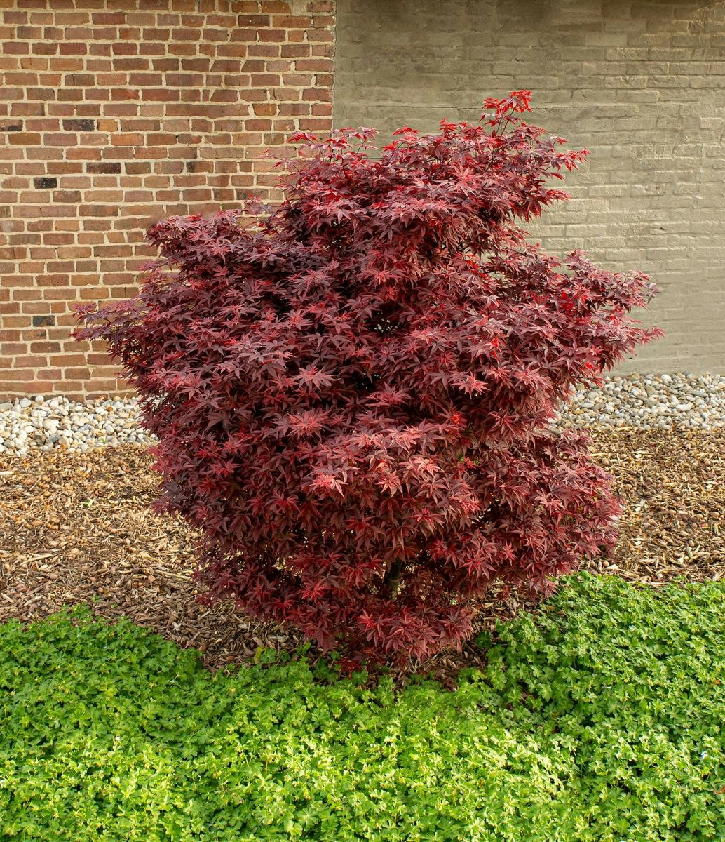 Acer/Japansk Lönn - Little Red