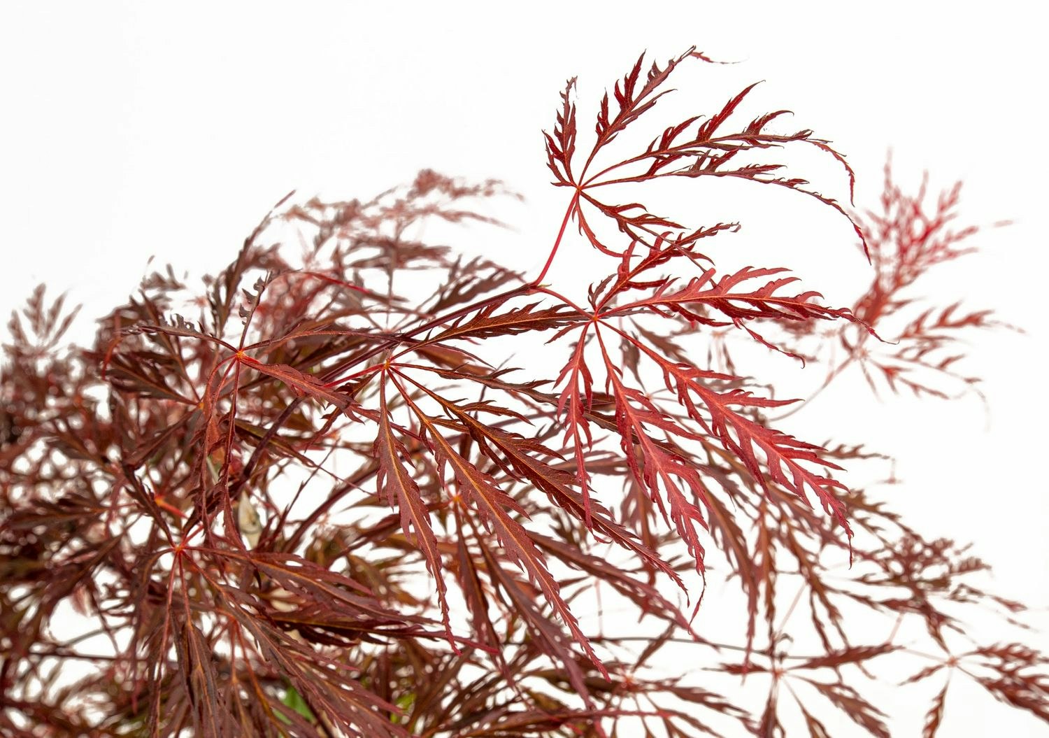 Acer/Japansk Lönn - Crimson Quenn